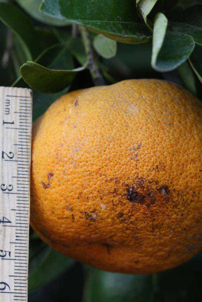            Fruit (Riverside, CA)   